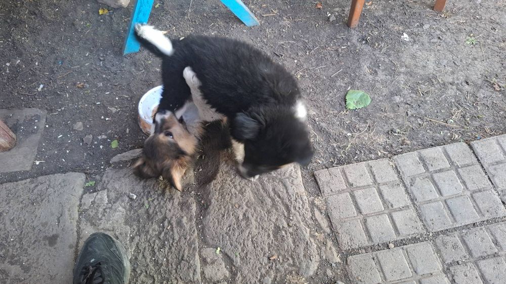 Віддам в  добрі руки