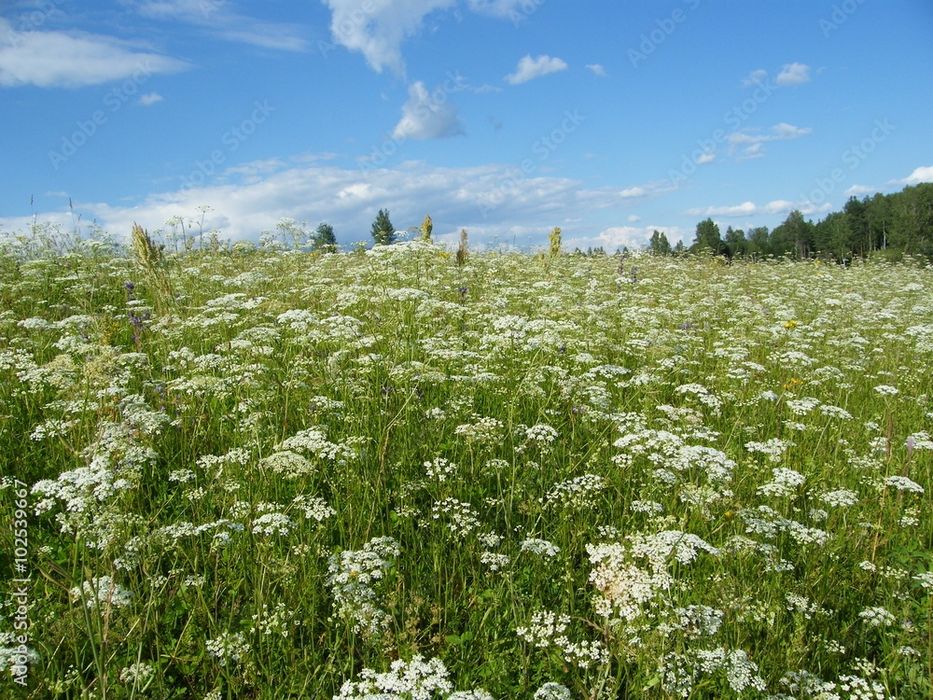 Продам Пай 4.73 Га