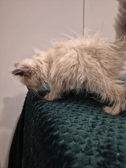 po Championach rodowód FPL FIFE Neva Masquerade kotka kot Syberyjski