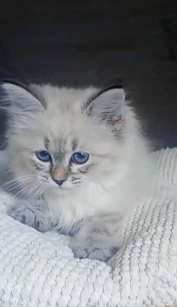 Piękny Kocurek Neva Masquerade po International Champion