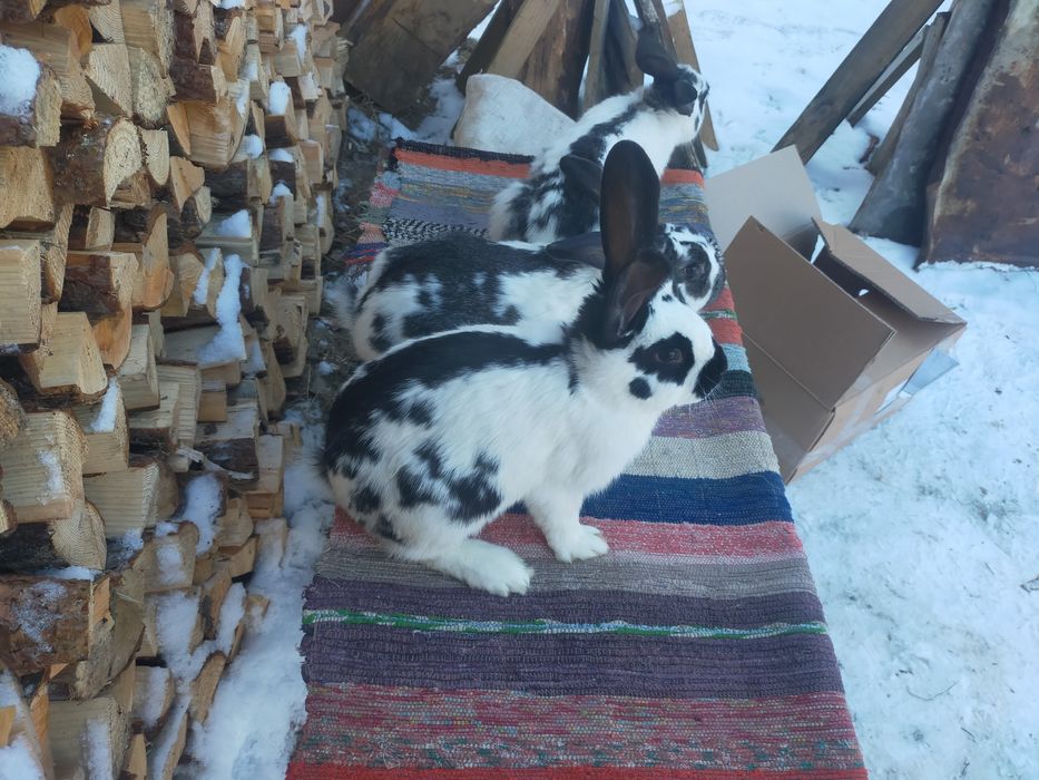 Кролі породи Строкач