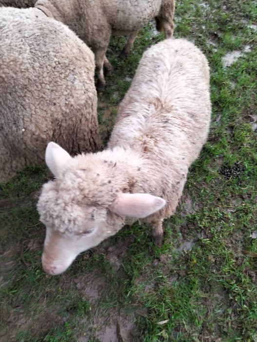 Borregos com 4 meses, criados no pasto.
