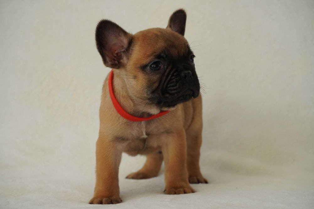 Buldog Francuski - Rudy Pies - Gotowy do zmiany domu