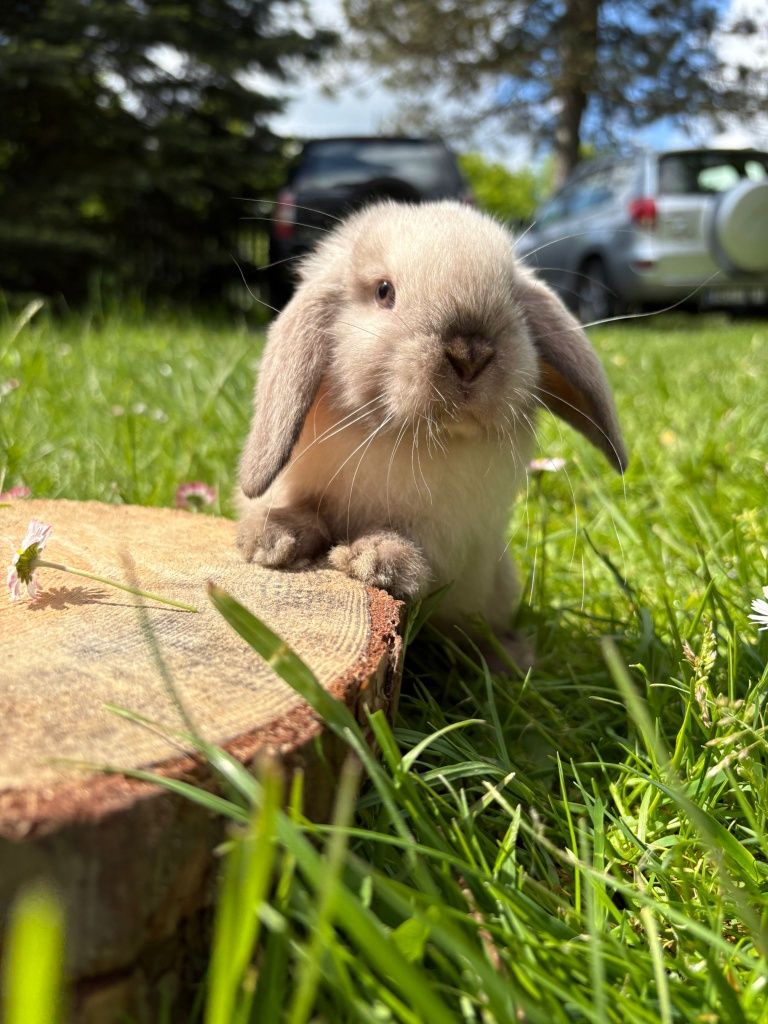 Królik miniaturoay mini lop baranaek karzełek hodowla