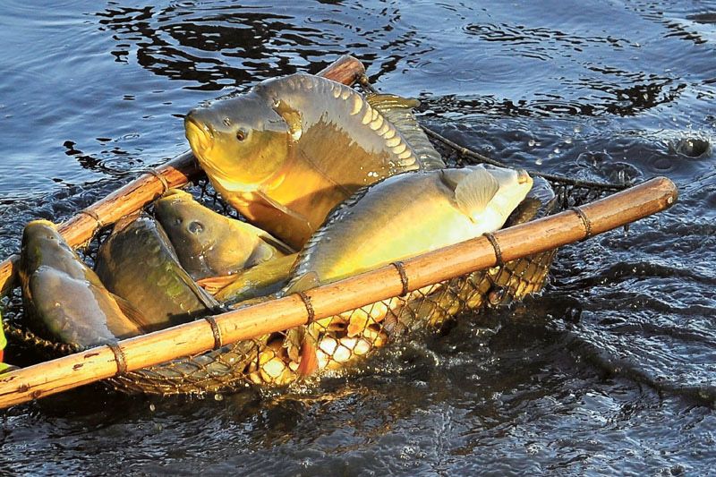 karp handlowy 1.6-2.5kg hurt detal