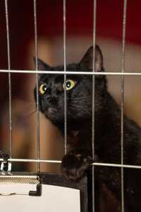 Clara - drobna czarna kotka szuka domu!