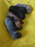 Szczeniak SHAR PEI- Miłość w każdej fałdzie ! Hodowla Fałdowce FCI
