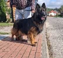 Owczarek niemiecki długowłosy suka