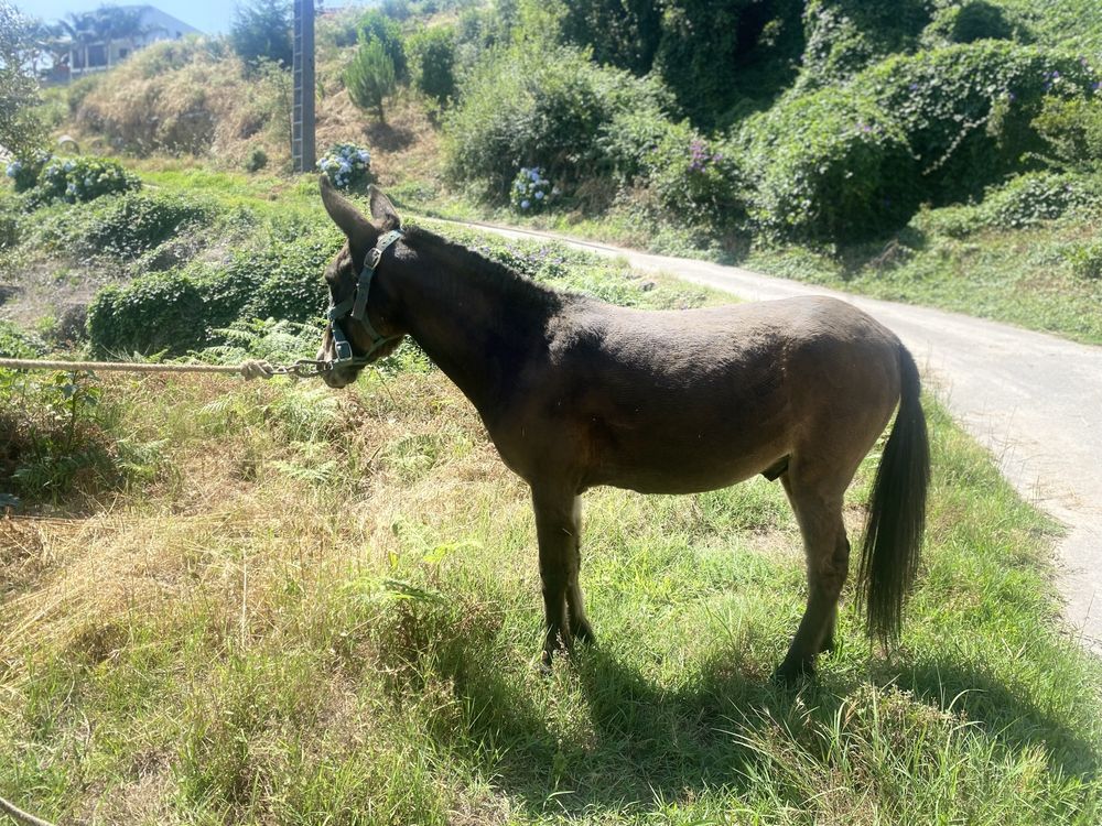 Burro macho cruzado de ponei