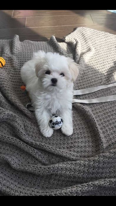 Domowy hotel dla psów, kotów, gryzoni, ptaków, zwierząt