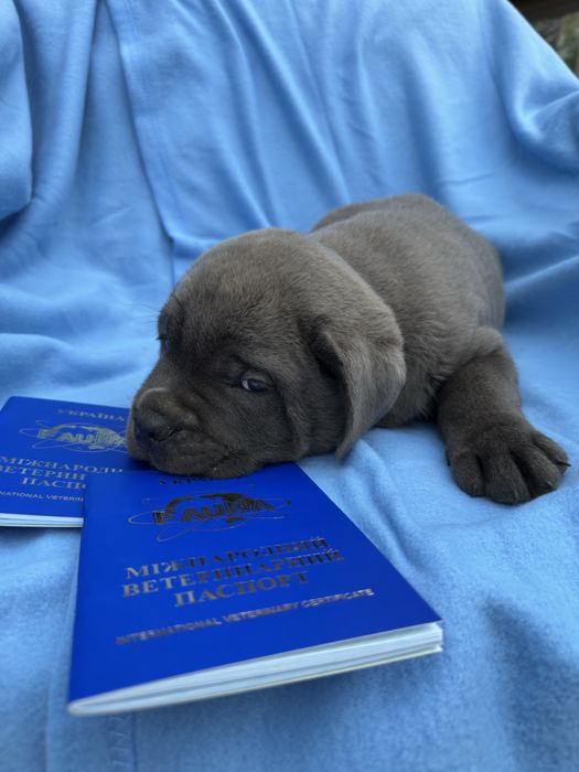 Кане-Корсо хлопчик 1,5 міс. Річі