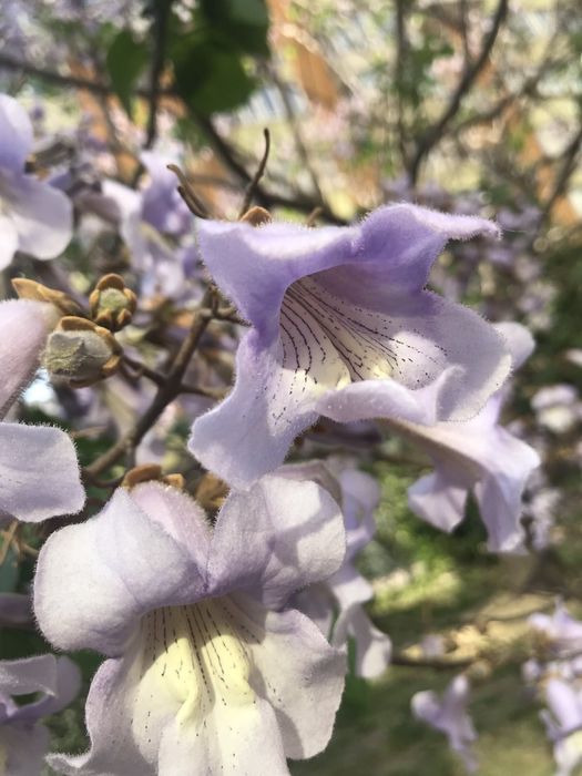 Павловния.Павловнія дворічна. Саджанці сортів Шан Тонг,Пао ТонгZ-0