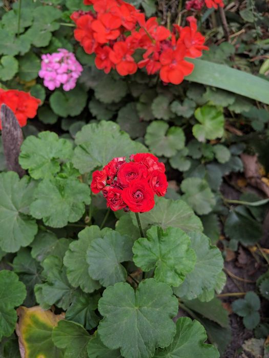 Герань пеларгонія калачики кімнатні рослини