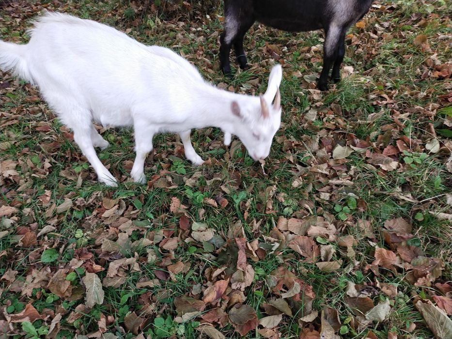 Kòzka i koziolek na sprzedaz