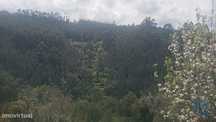 Terreno em Cardigos de 14450,00 m2