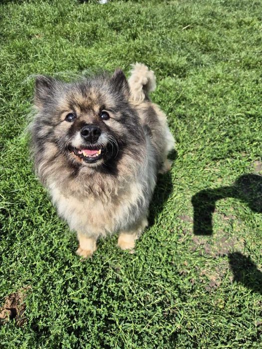 Malibu piękna, kochana suczka szuka domu! | MASZ NOSA