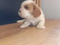 Piesek chlopiec cavalier