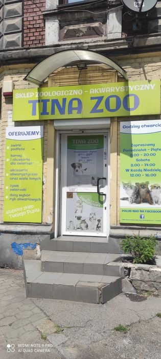Głowaczyk barwny - Tina Zoo Zabrze