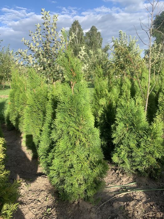 Продам туї Смарагд