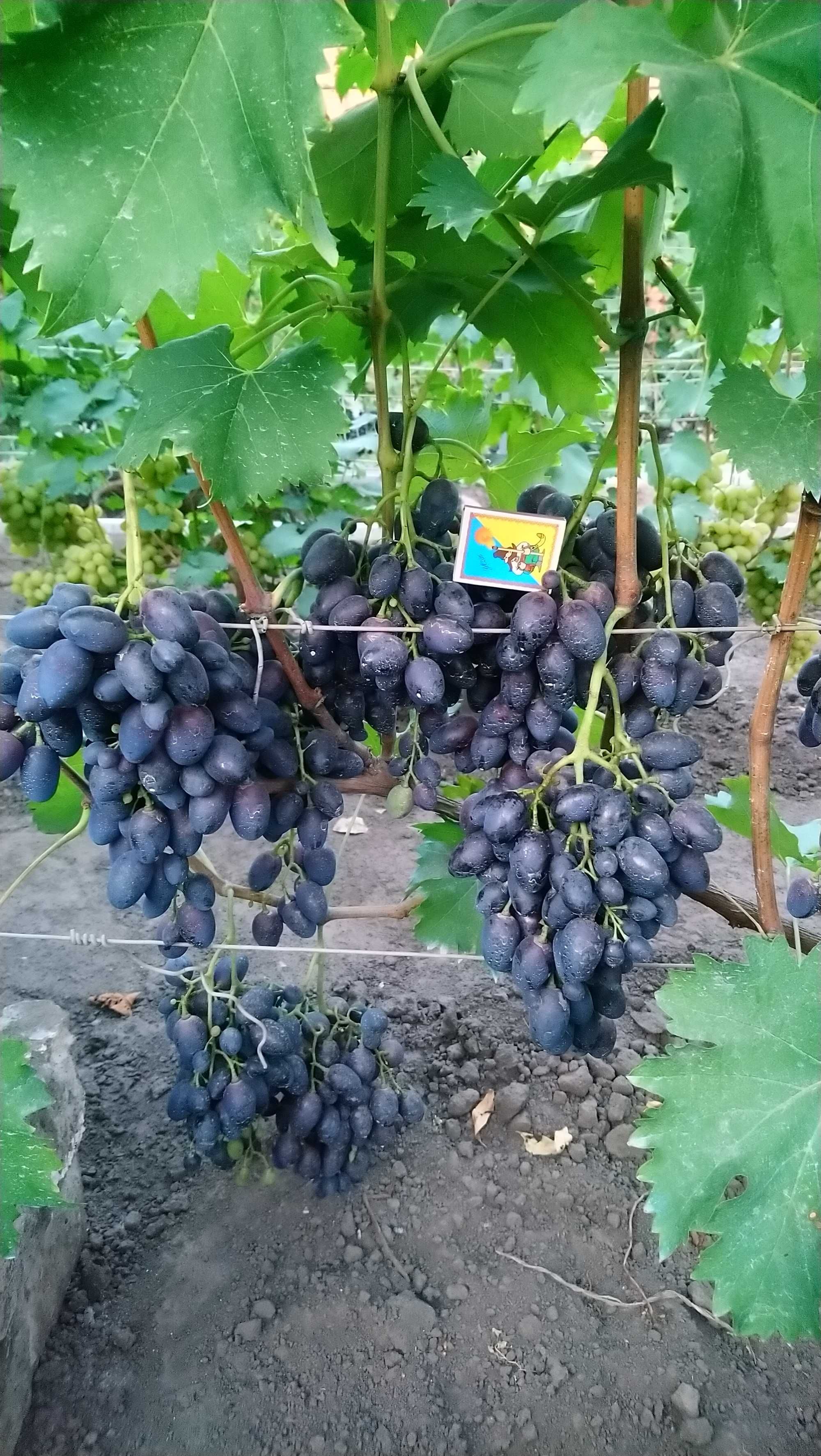 Продам кусты столового винограда