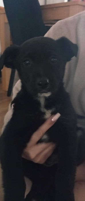 Wydam za darmo śliczne szczeniaki