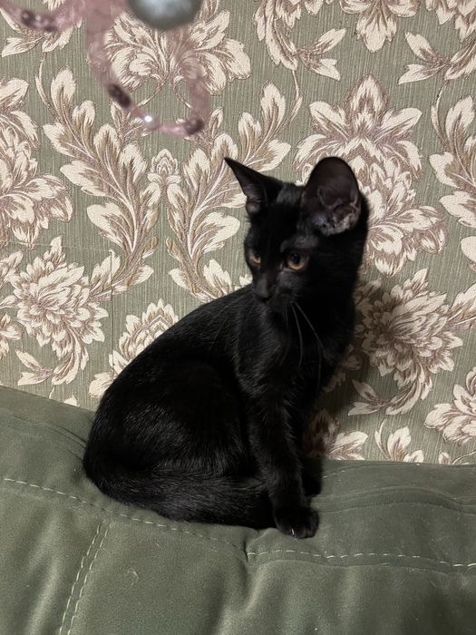 Котенок ищет семью и дом