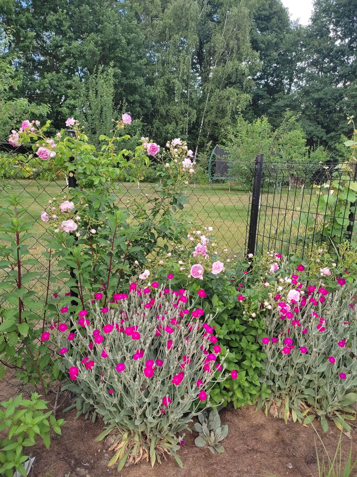 Firletka omszona,sadzonki kopane z gruntu