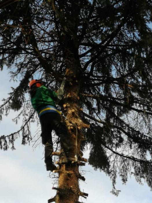 Wycinka drzew oraz usuwanie drewna i gałęzi.