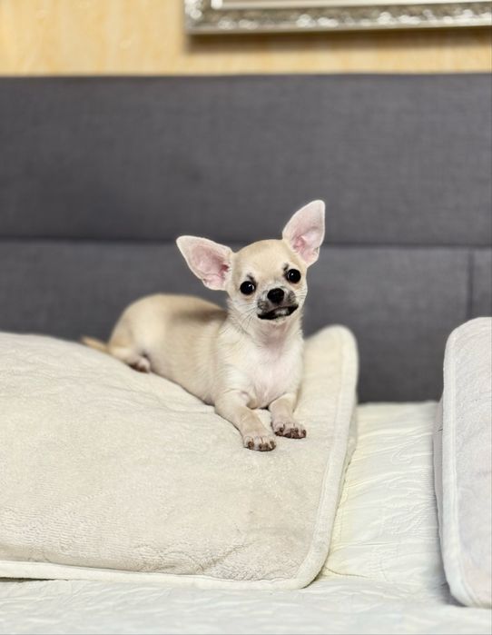 Чудовий малюк шоу якості.  Розплідник КСУ