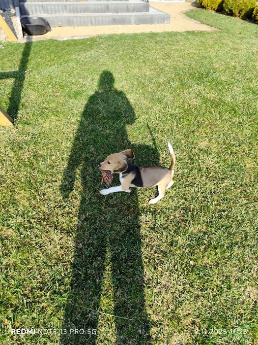 Suczka Beagle gotowa do odbioru metryka czip wyprawka