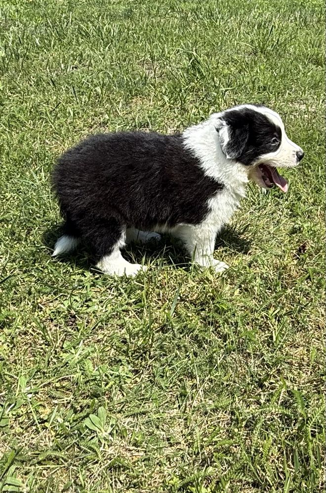Border Collie - Leśna Polana