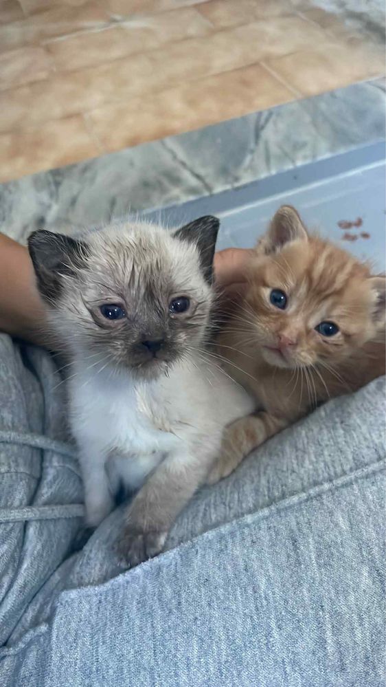 Gatinhos bebes para adoção