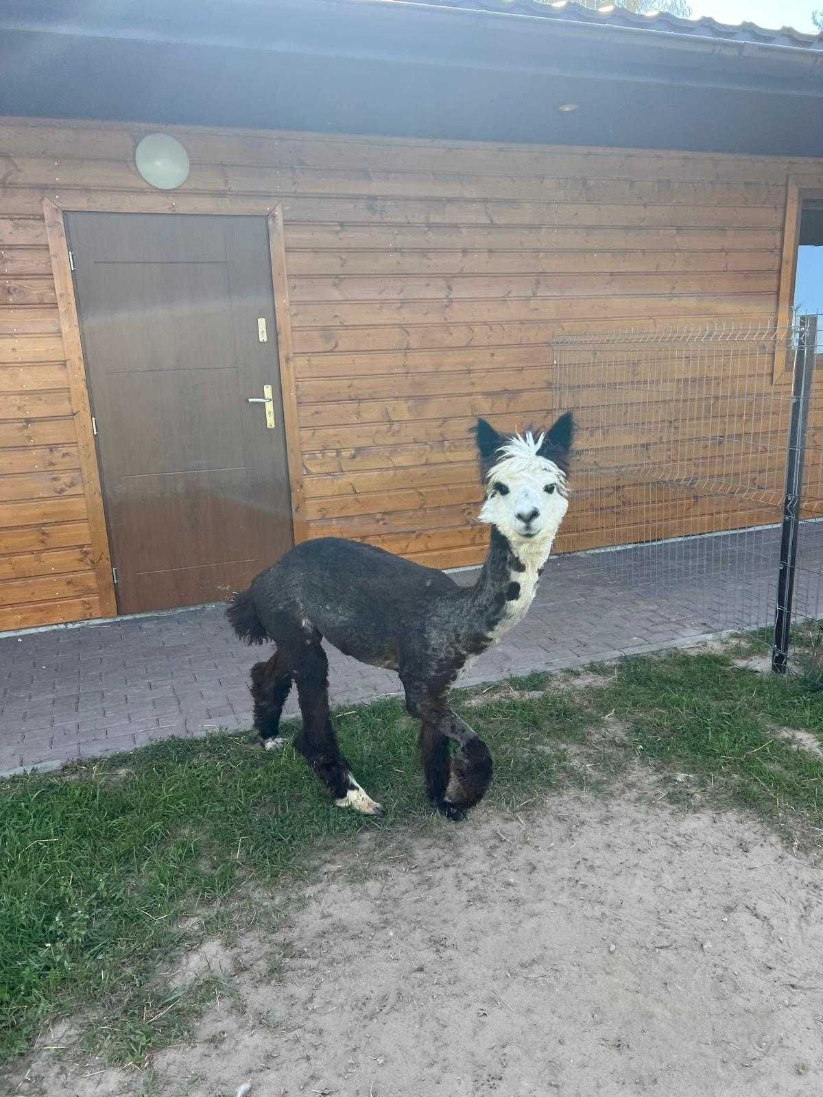 Brązowy samczyk alpaki