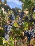 Uvas para vinho de boa qualidade de vinha velha