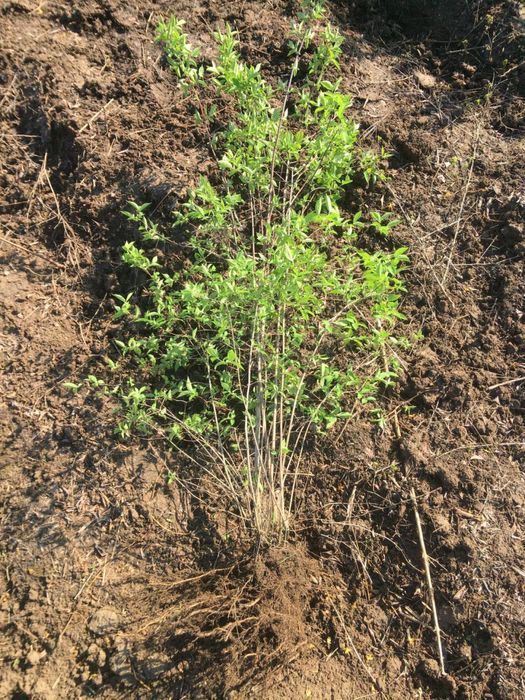 Чубушник корончатий Жасмін
