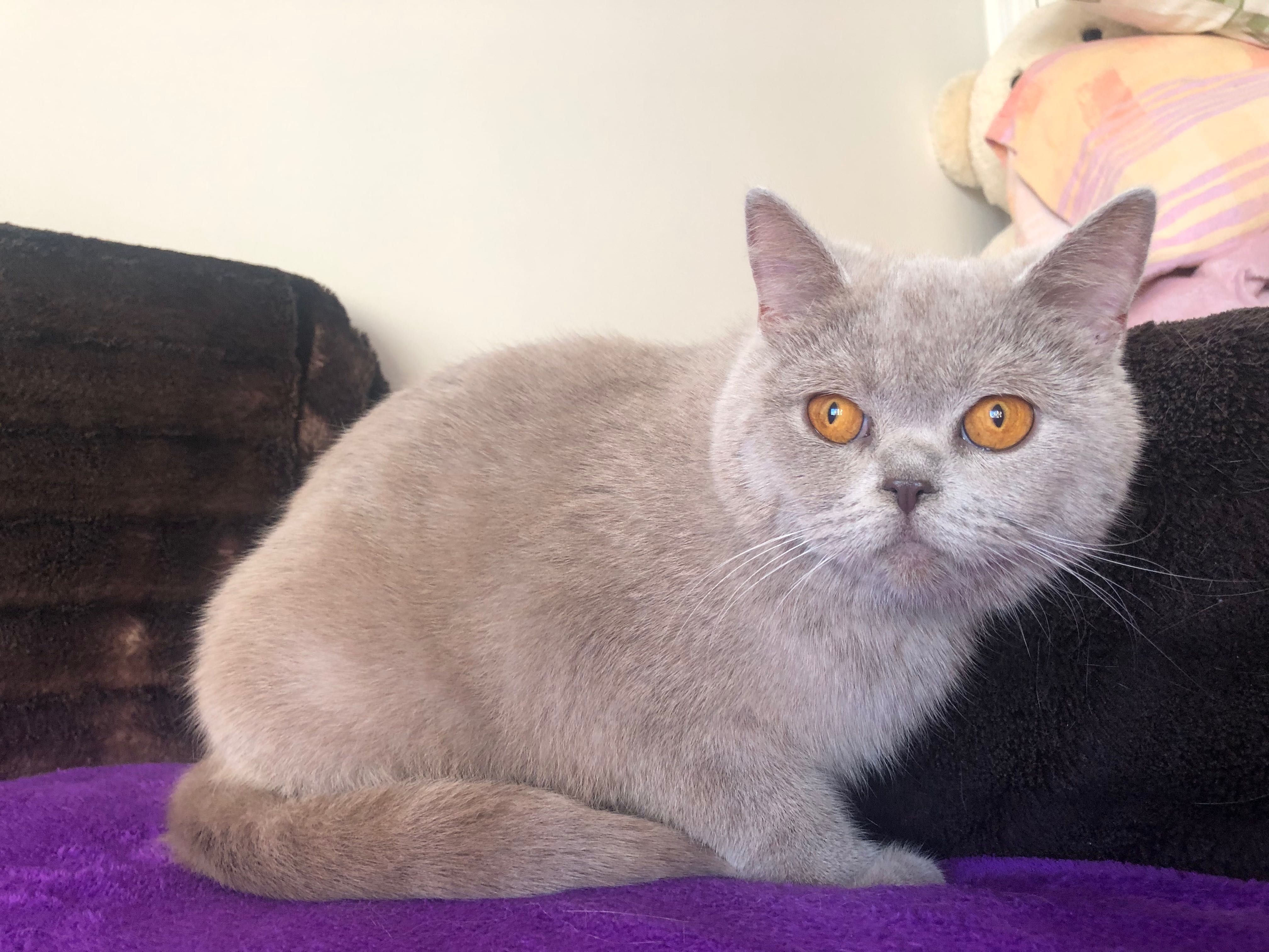 Fêmea Scottish Fold Lilac