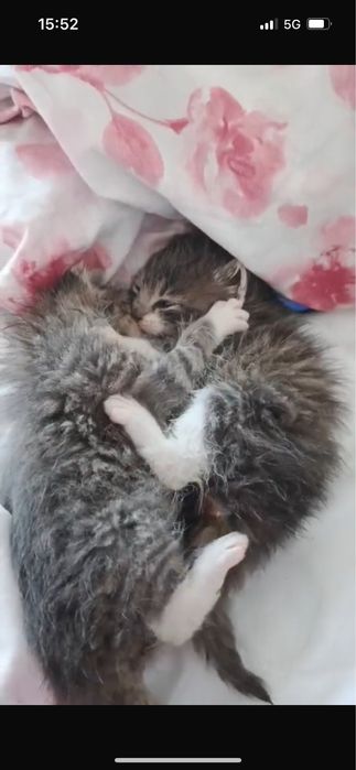 Małe kotki do adopcji