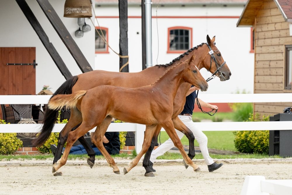 Klaczka/Odsadek 2025