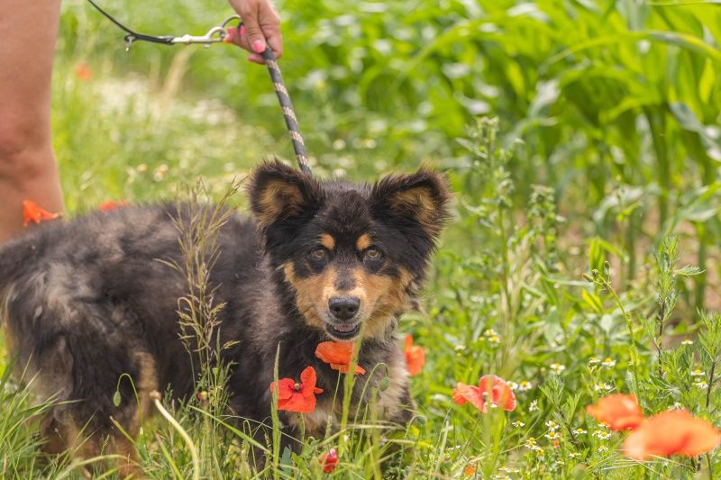 Ptyś do adopcji!