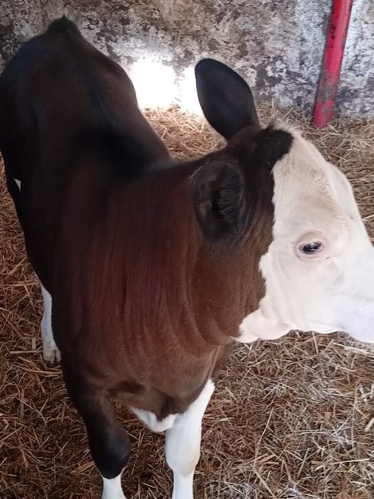 Jałówki byczki mięsne charolaise angus hereford byczki cielęta