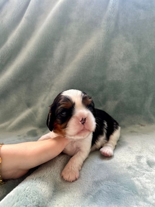 Cavalier King Charles Spaniel