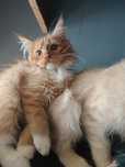 Maine Coon kocurek 12 tyg