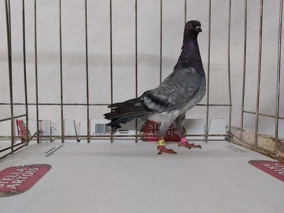 Gołębie Deresz Deresze