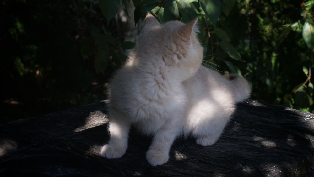 Кошечка чистокровная экзот