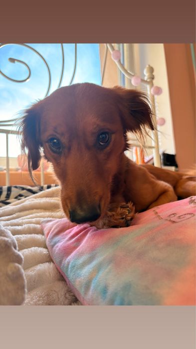 Oddam psa w dobre rece