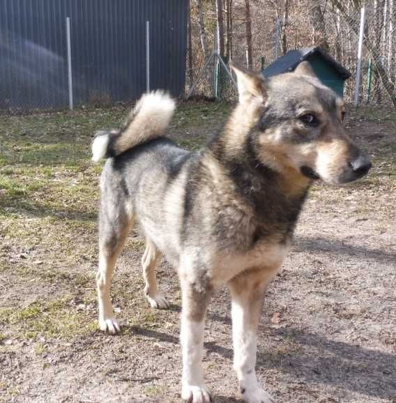 Młody ok 2 letni w typie lajki syberyjskiej nadal szuka domku...