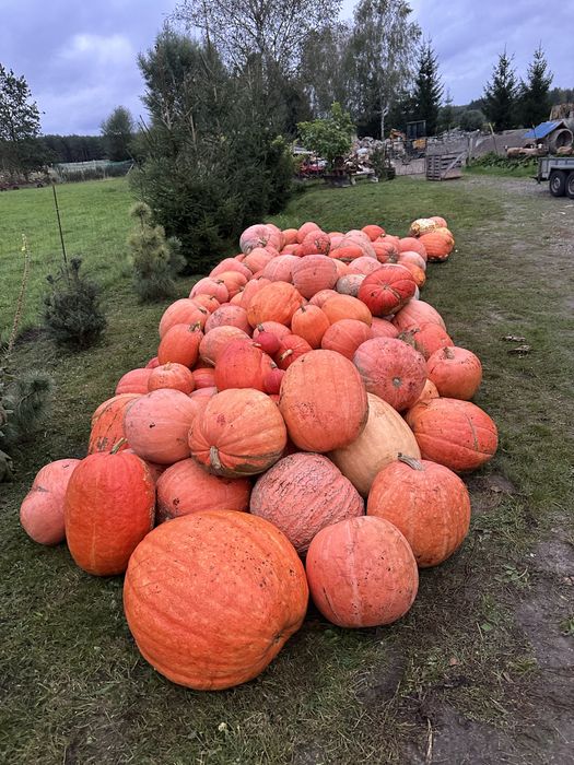 Dynie jadalne i ozdobne