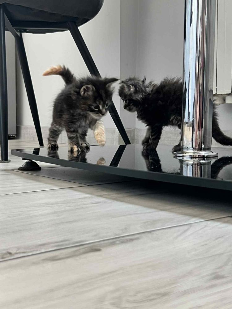 Piękne Kotki Maine Coon