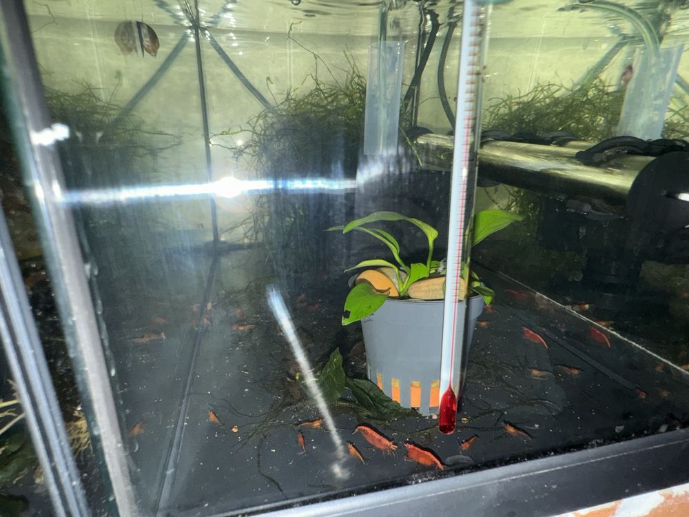 Guppys e camarões