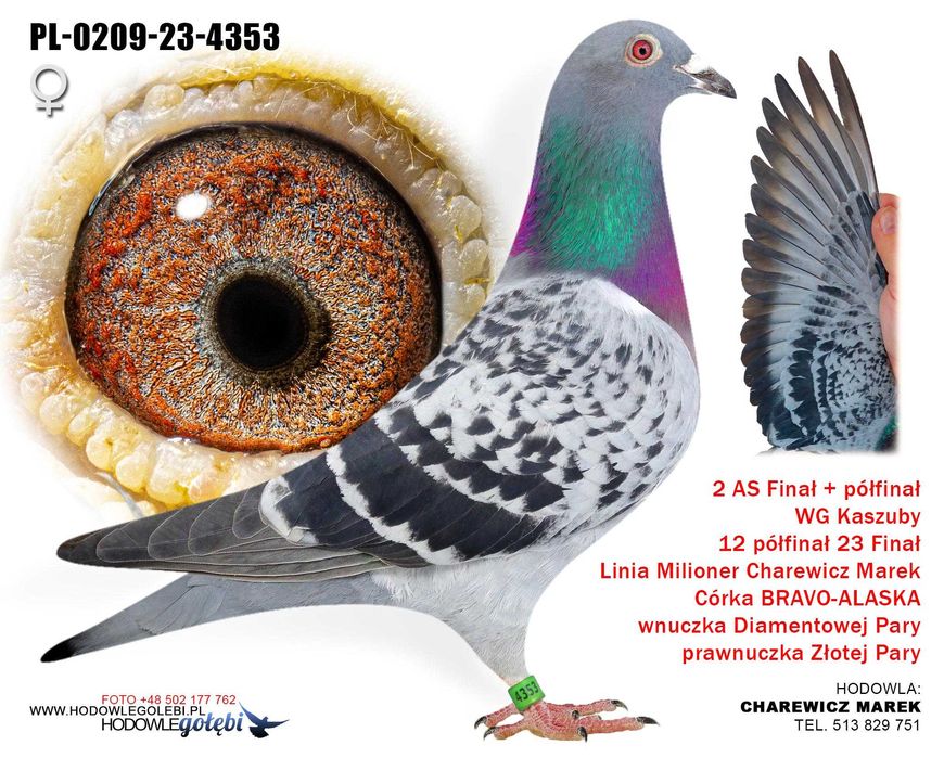 2 as finał plus pół finał